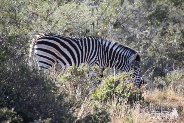 Burchell's Plain Zebra