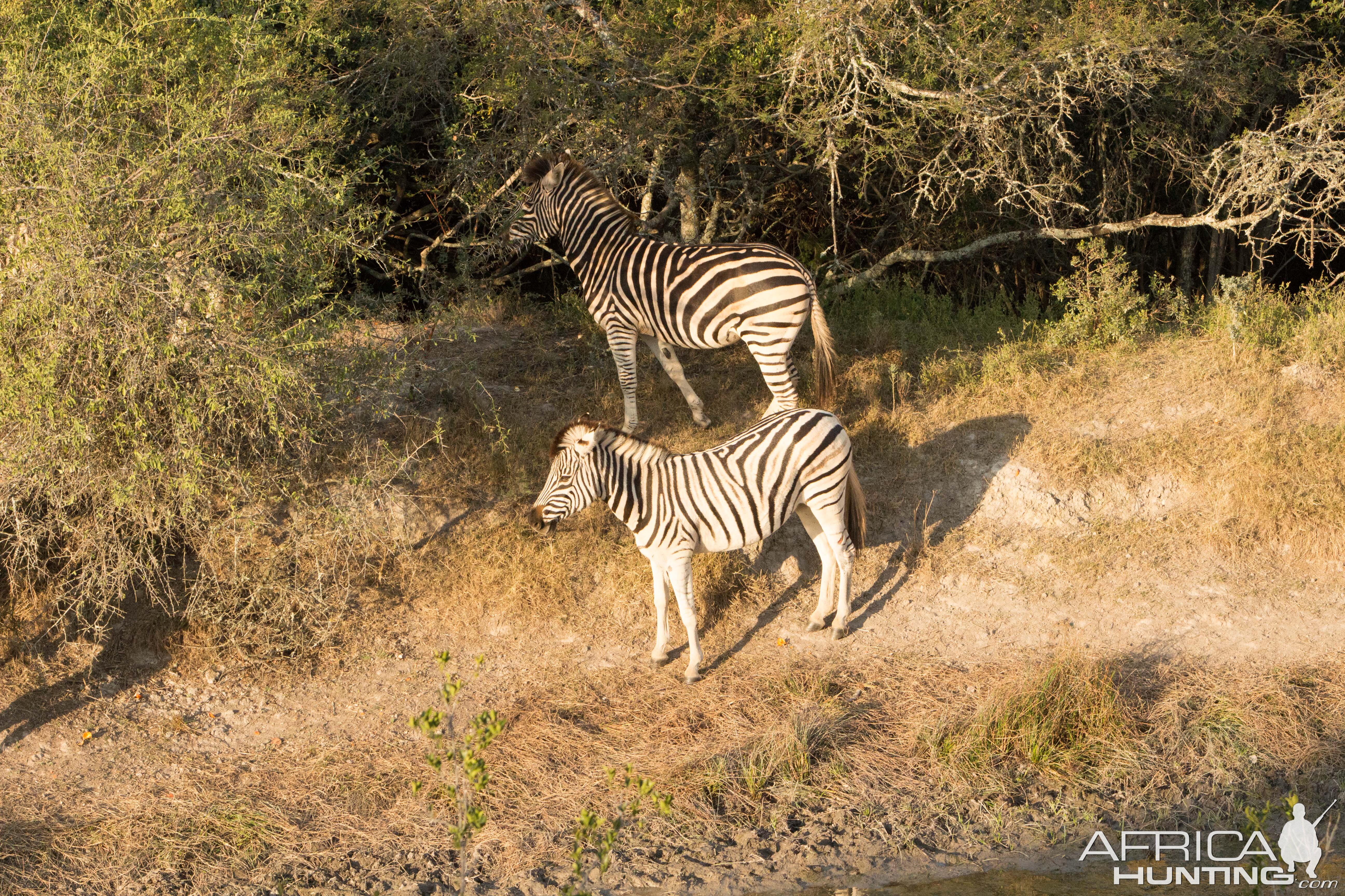 Burchell's Plain Zebra