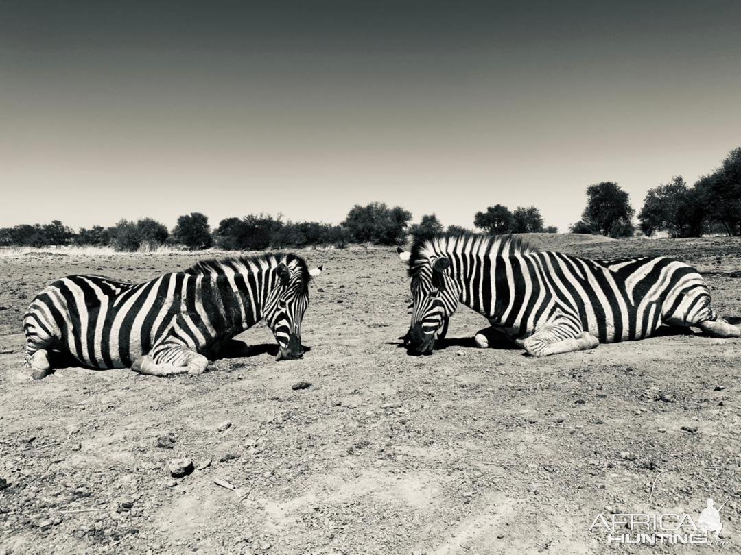 Burchell's Plains Zebra Hunt Namibia