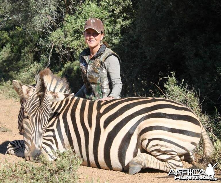 Burchell's Zebra hunted in Kleinemonde, Eastern Cape, South Africa.