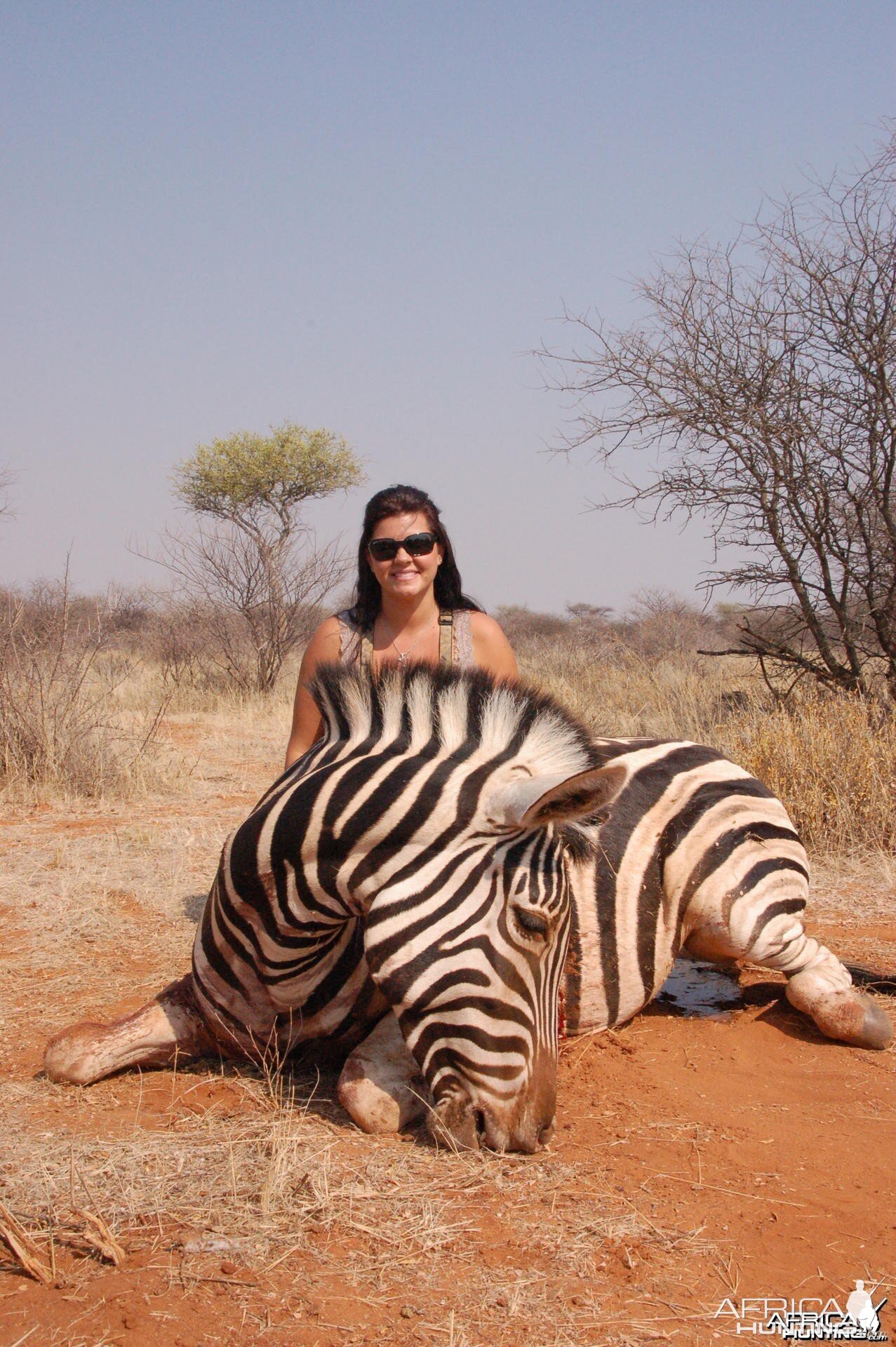 Burchell's Zebra hunted in Namibia