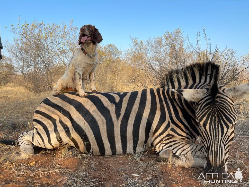 Burchell's Zebra Hunting Limpopo Povince South Africa