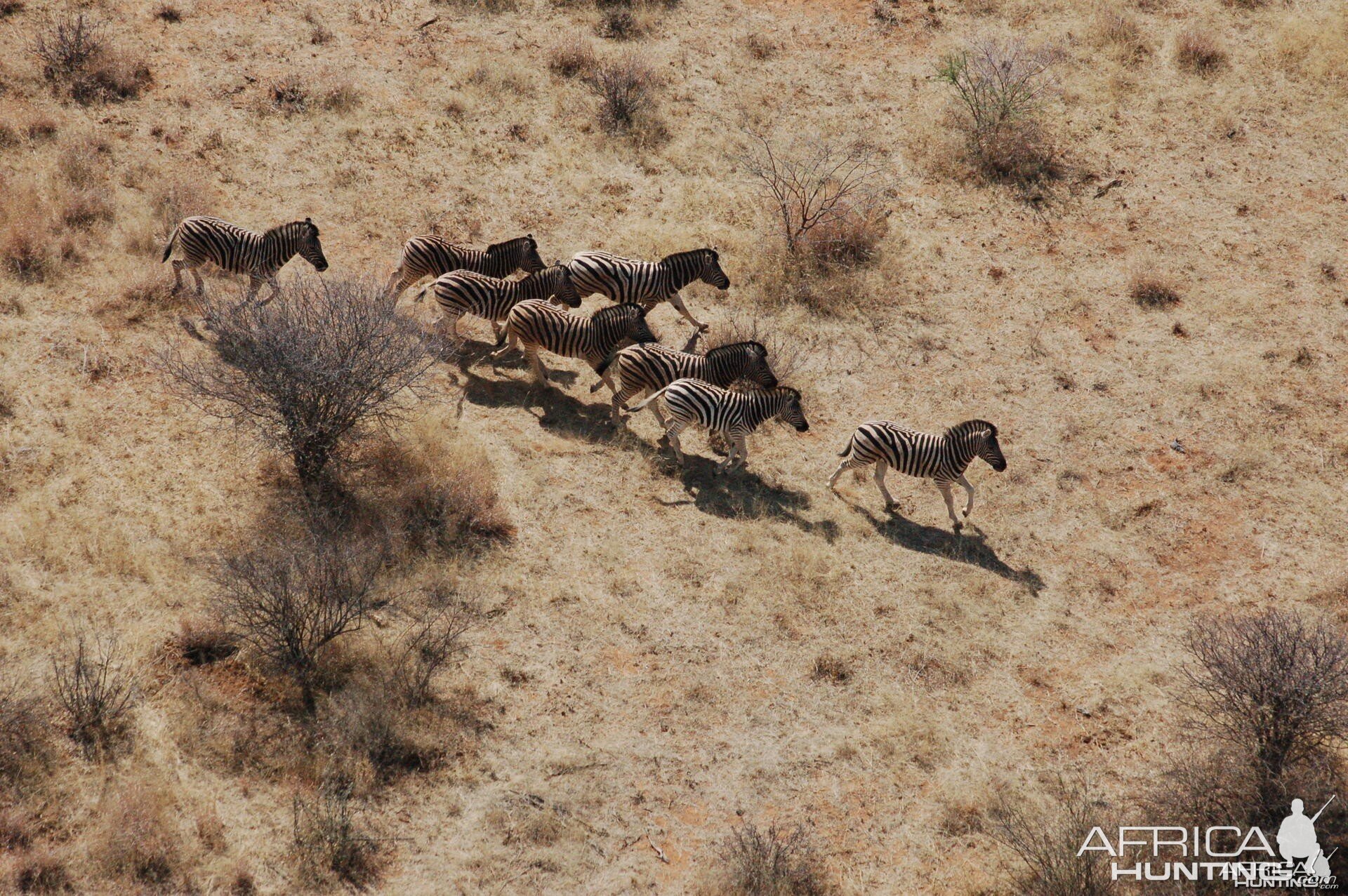 Burchell's Zebra in Namibia