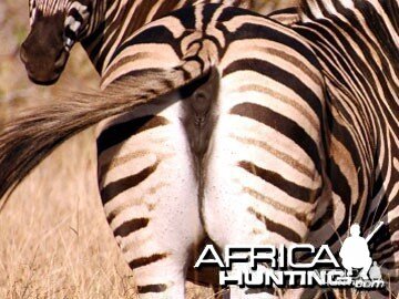 Burchell's Zebra Mare (Plain Zebra)