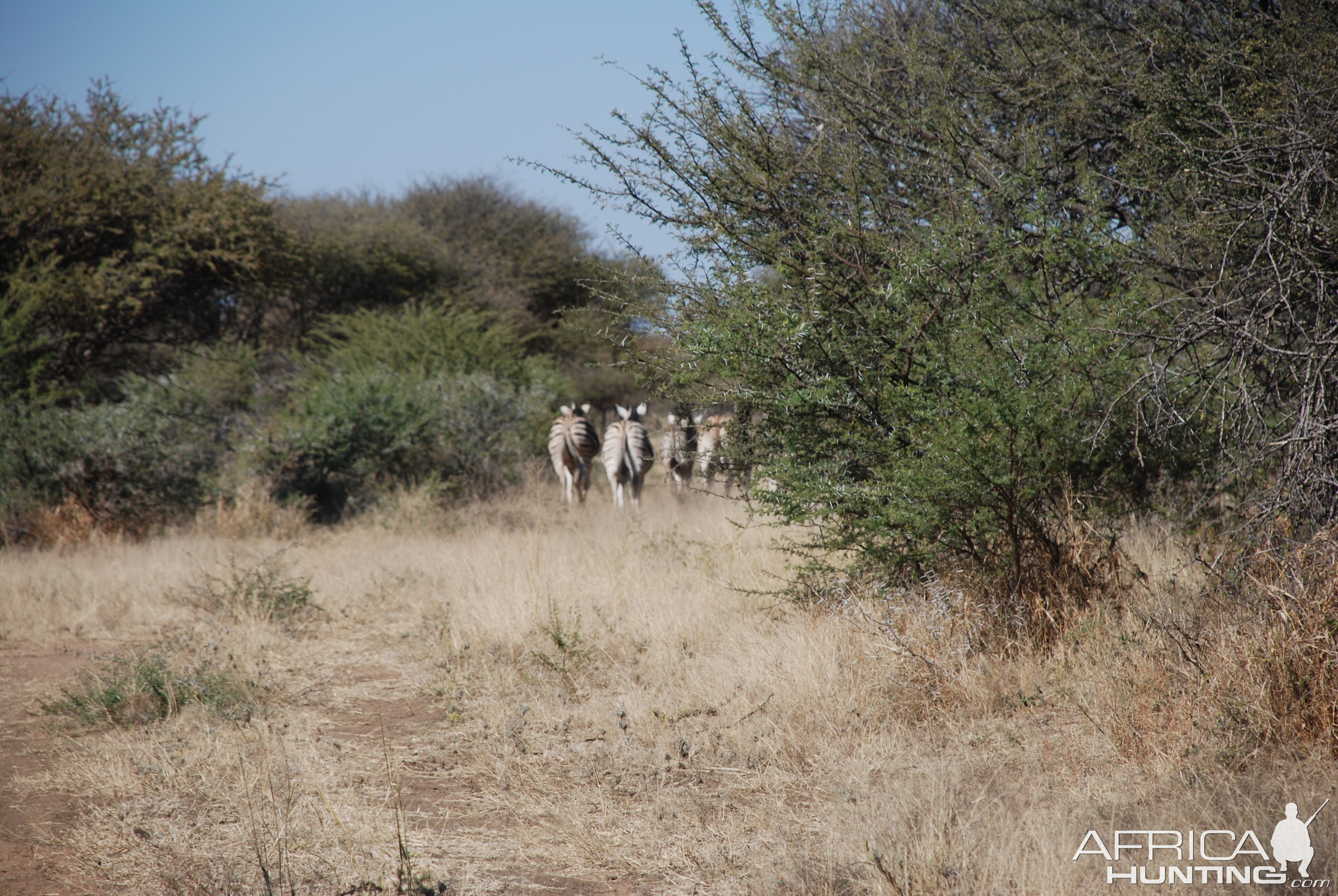 Burchell's Zebra Namibia