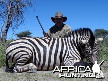 Burchell's Zebra (Plain Zebra) Namibia