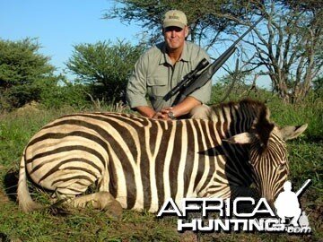 Burchell's Zebra (Plain Zebra) Namibia