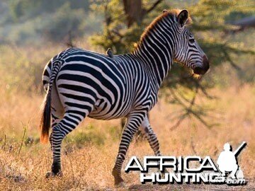 Burchell's Zebra (Plain Zebra) with no shadow stripes