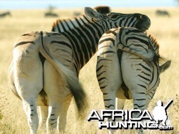 Burchell's Zebra Stallions (Plain Zebra)