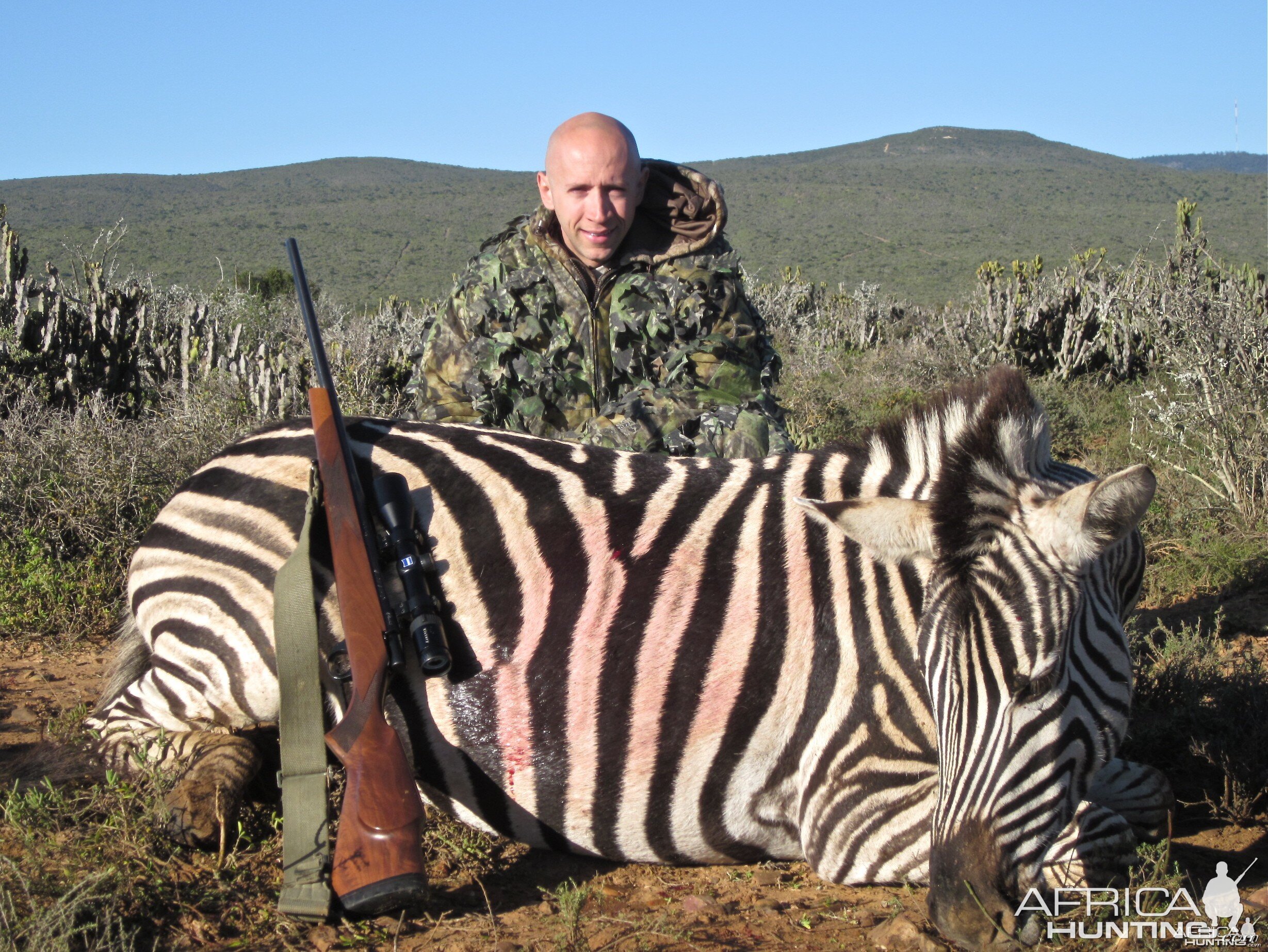 Burchell's Zebra