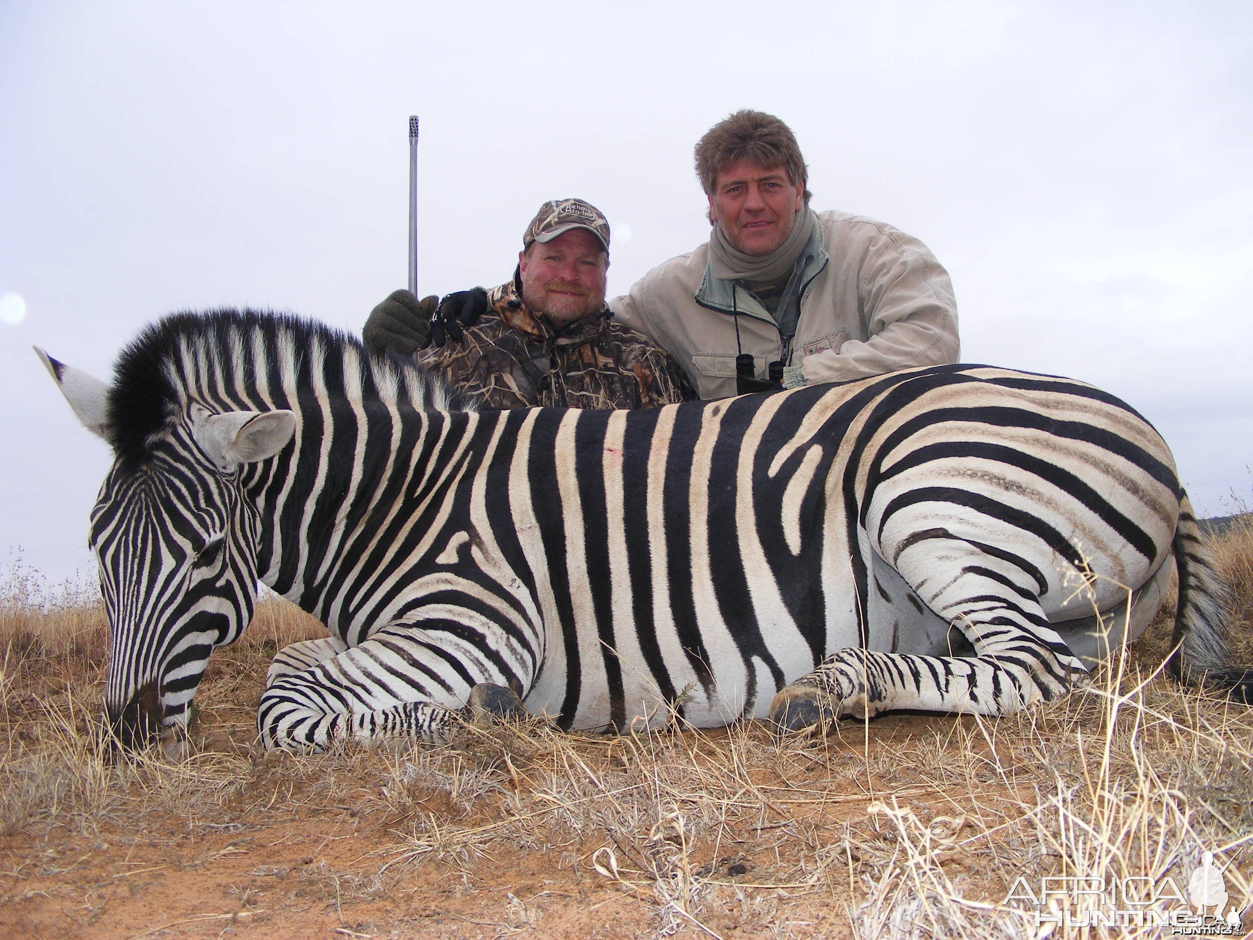 Burchell's Zebra