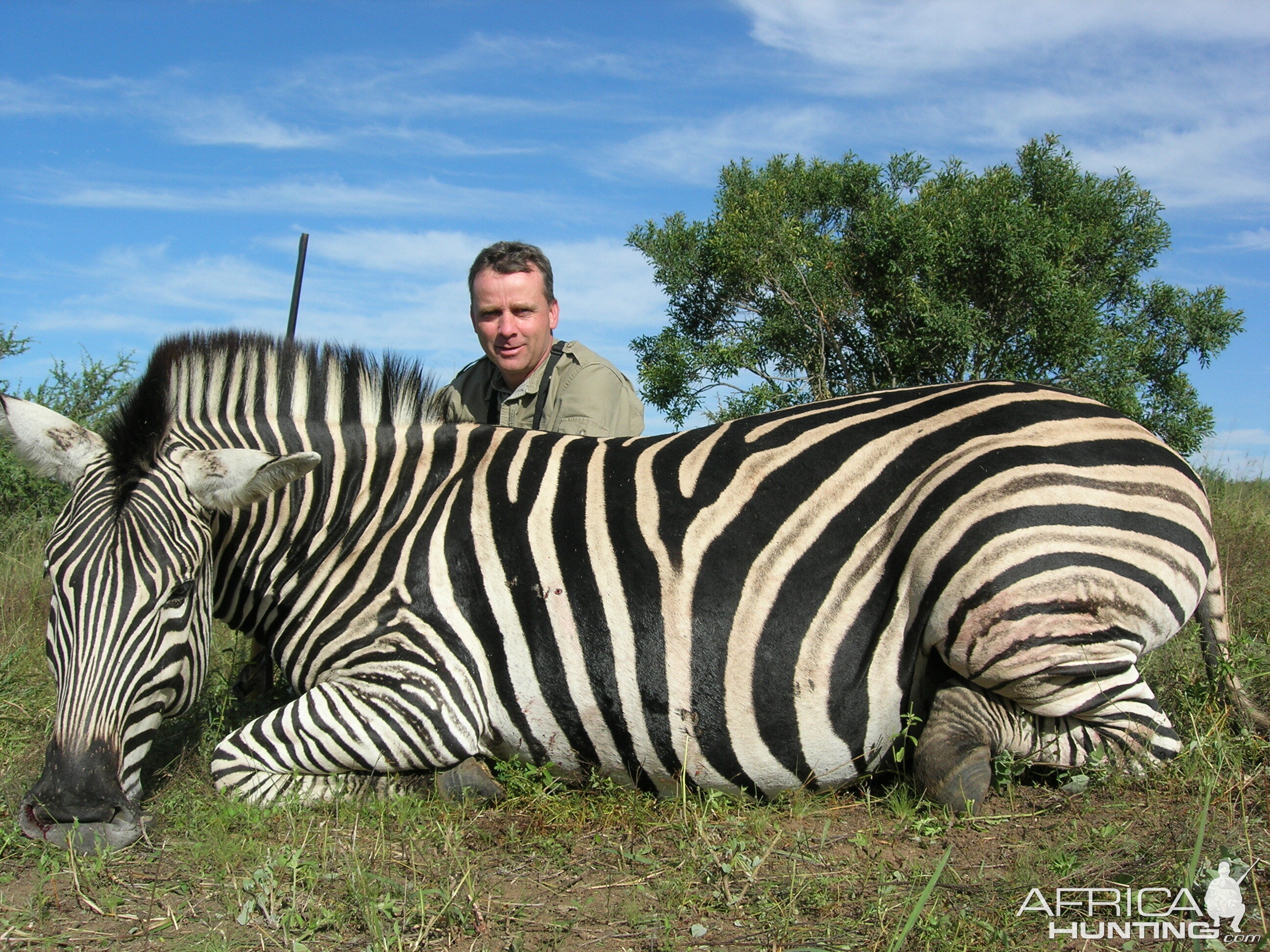 Burchells Zebra