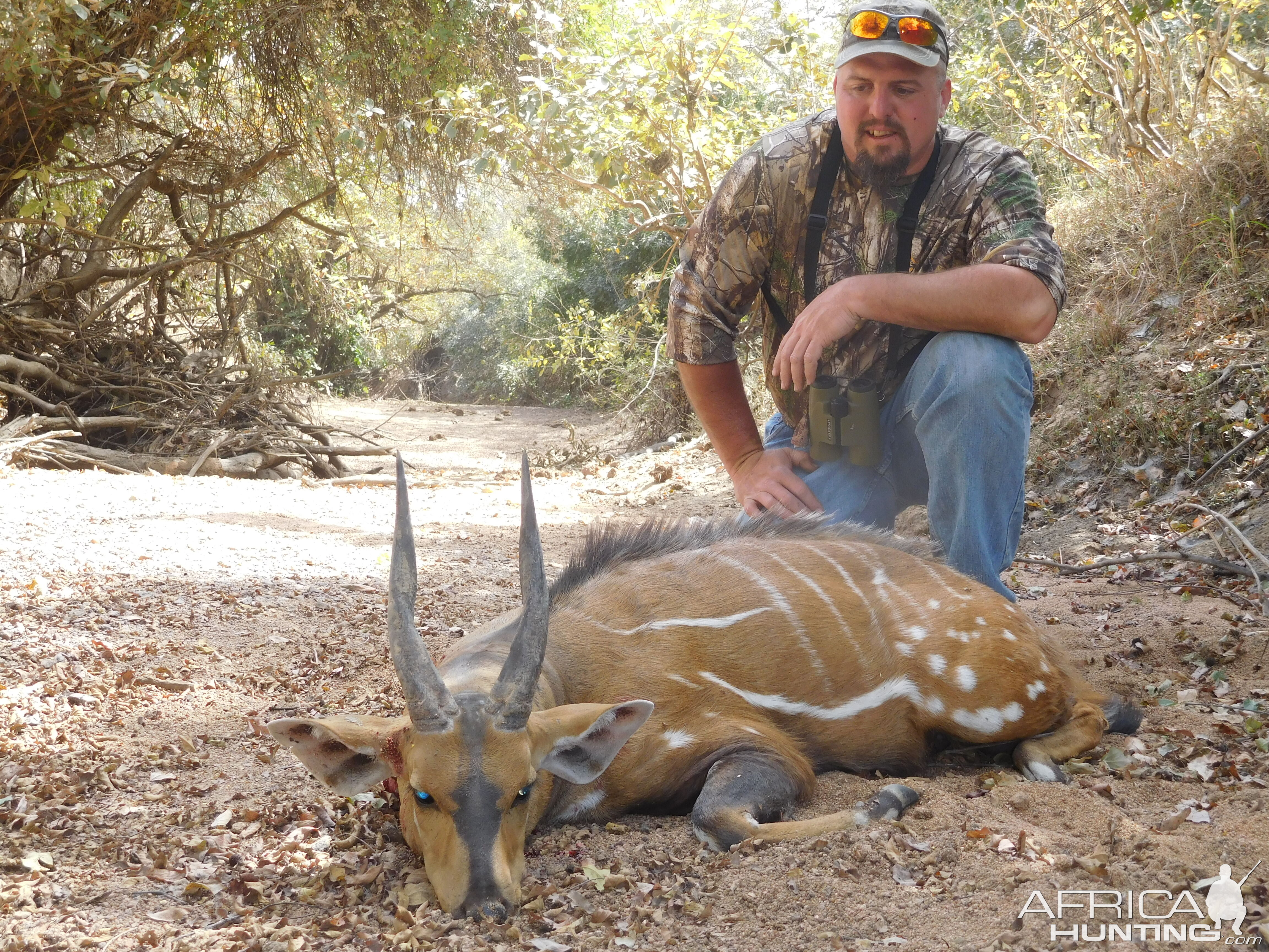 Burkina Faso Hunt Harnessed Bushbuck