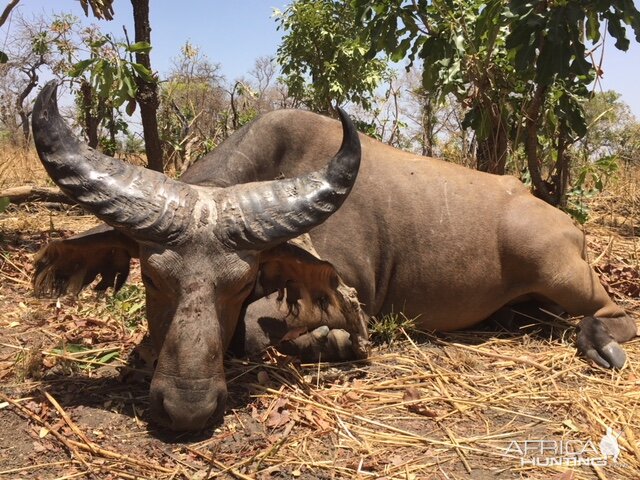 Burkina Faso Hunt West African Savanna Buffalo