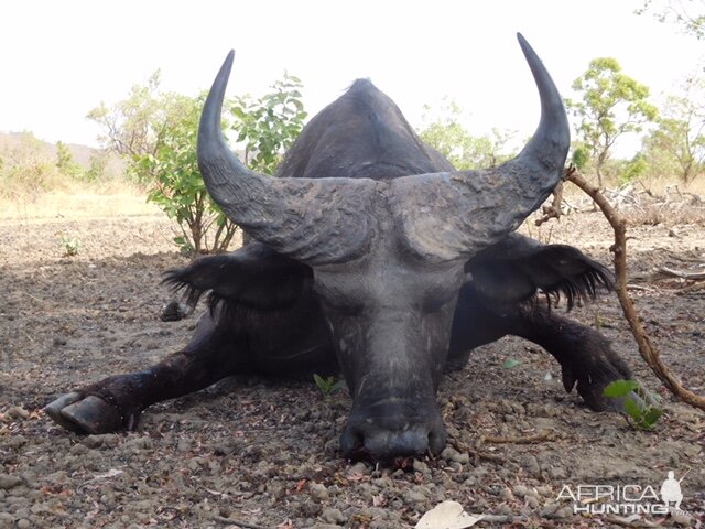 Burkina Faso Hunting West African Savanna Buffalo