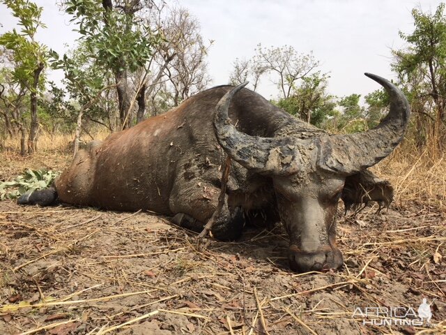 Burkina Faso Hunting West African Savanna Buffalo