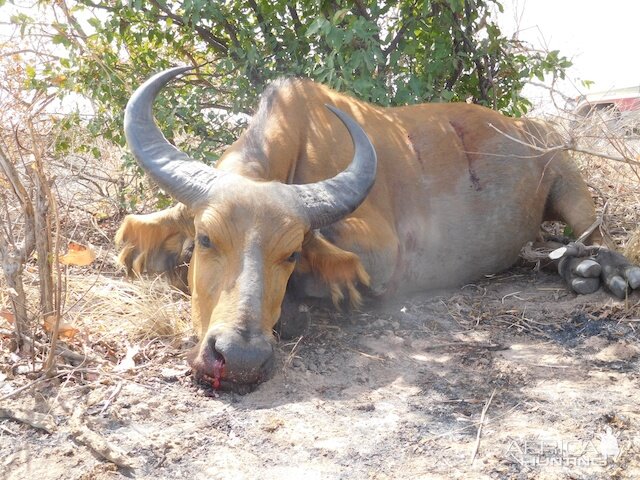 Burkina Faso Western Buffallo Hunting