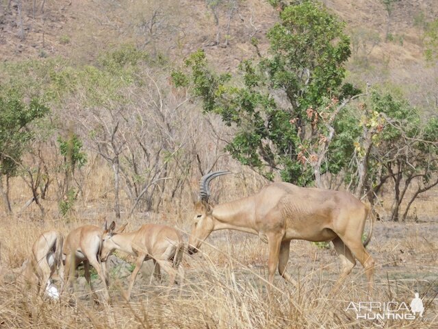 Burkina Faso Western Hartebeest