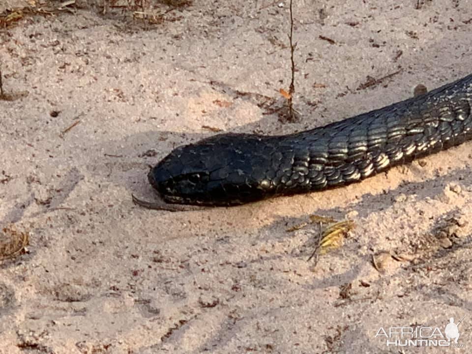 Burrowing Viper Tanzania