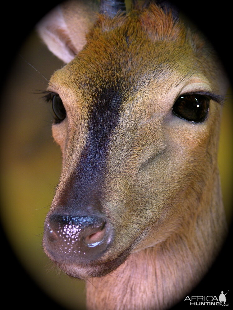 Bush Duiker Taxidermy Mount