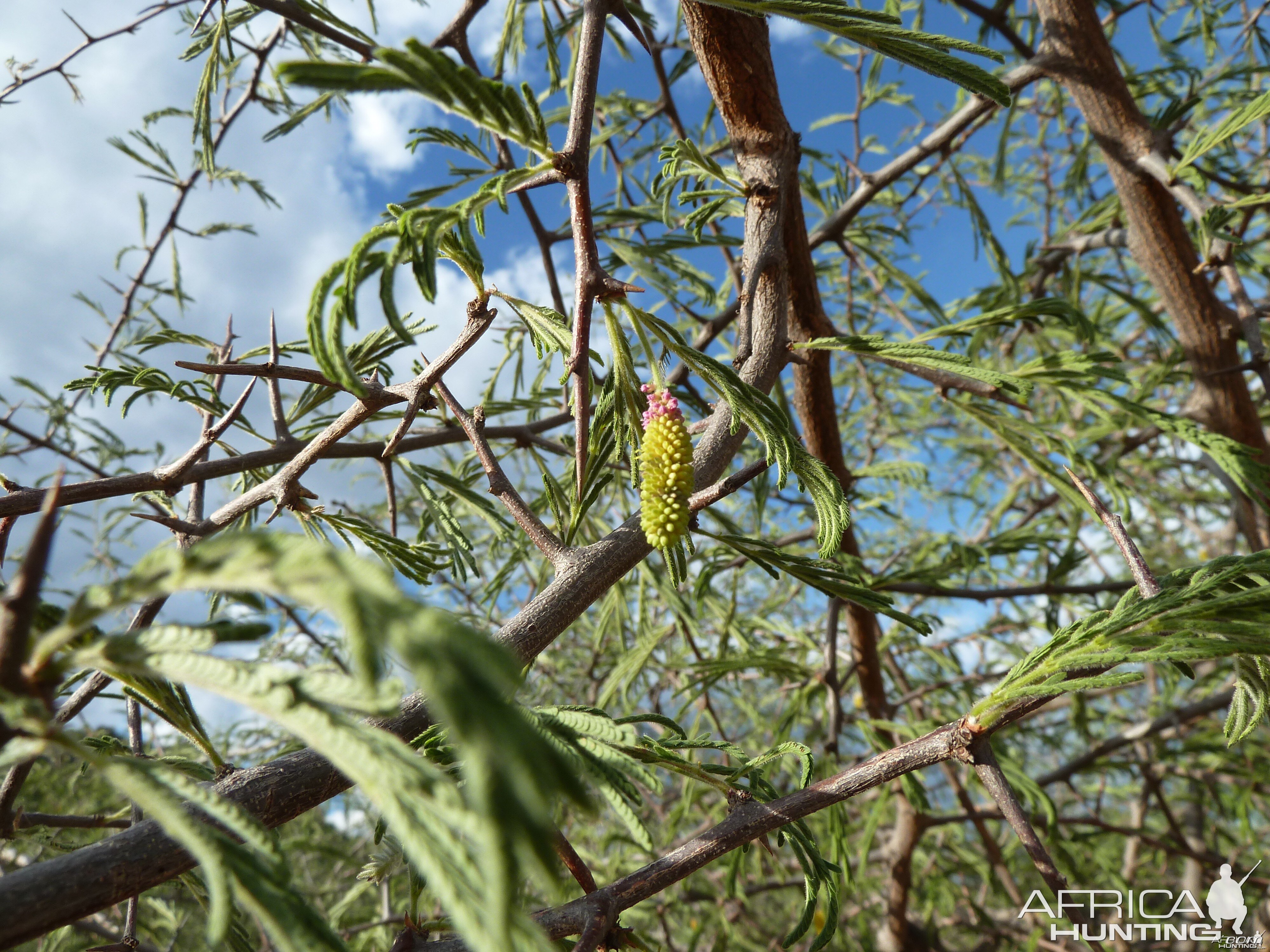 Bush Flower