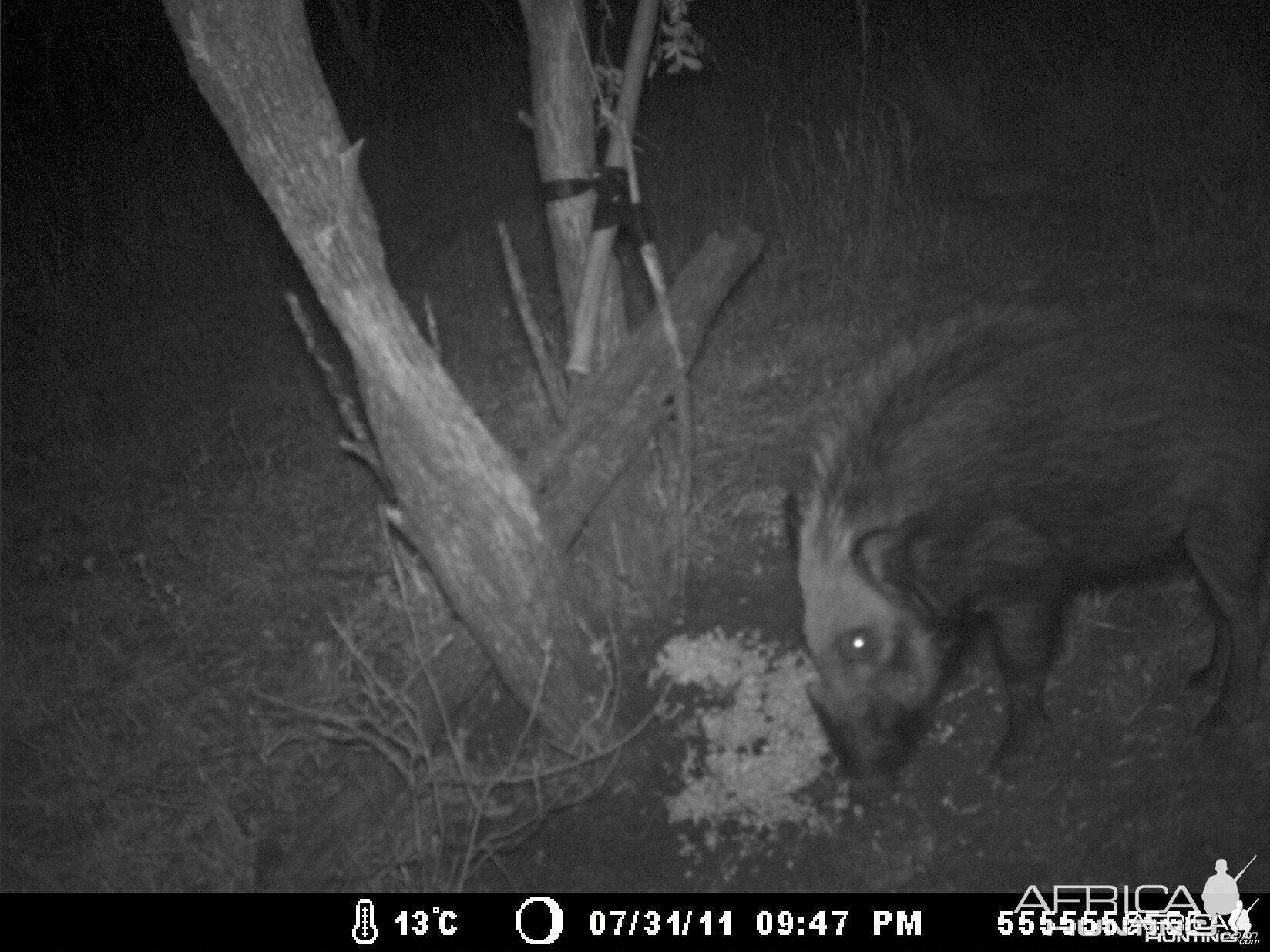 Bush pig trail cam