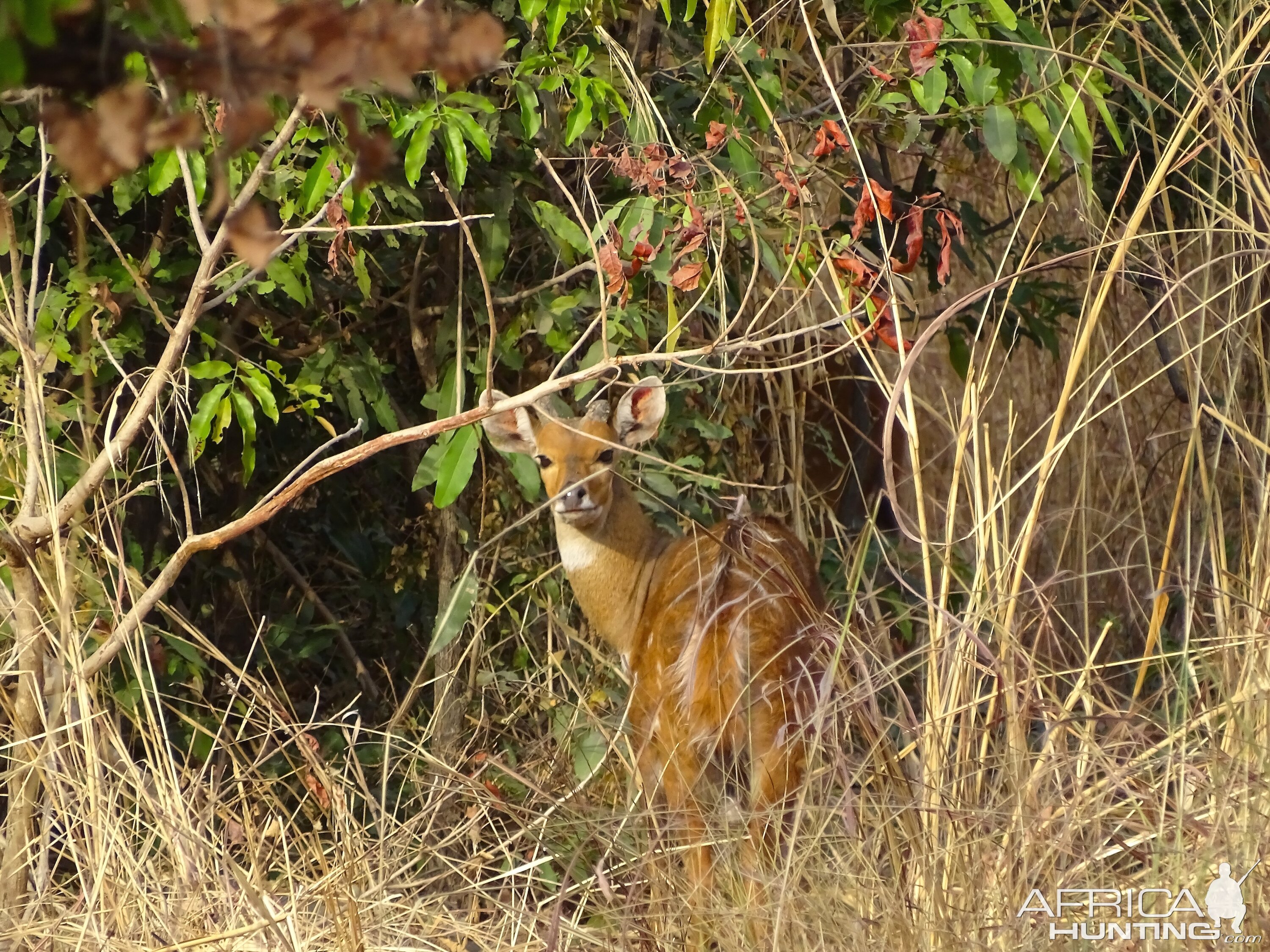 Bushbuck Benin Wildlife