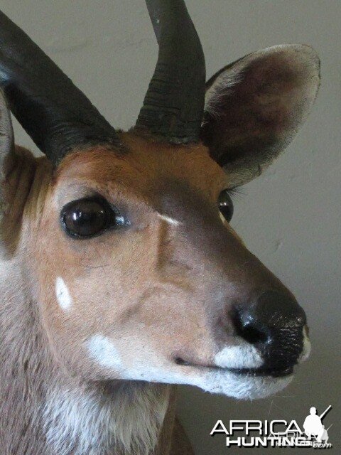 Bushbuck Close Up