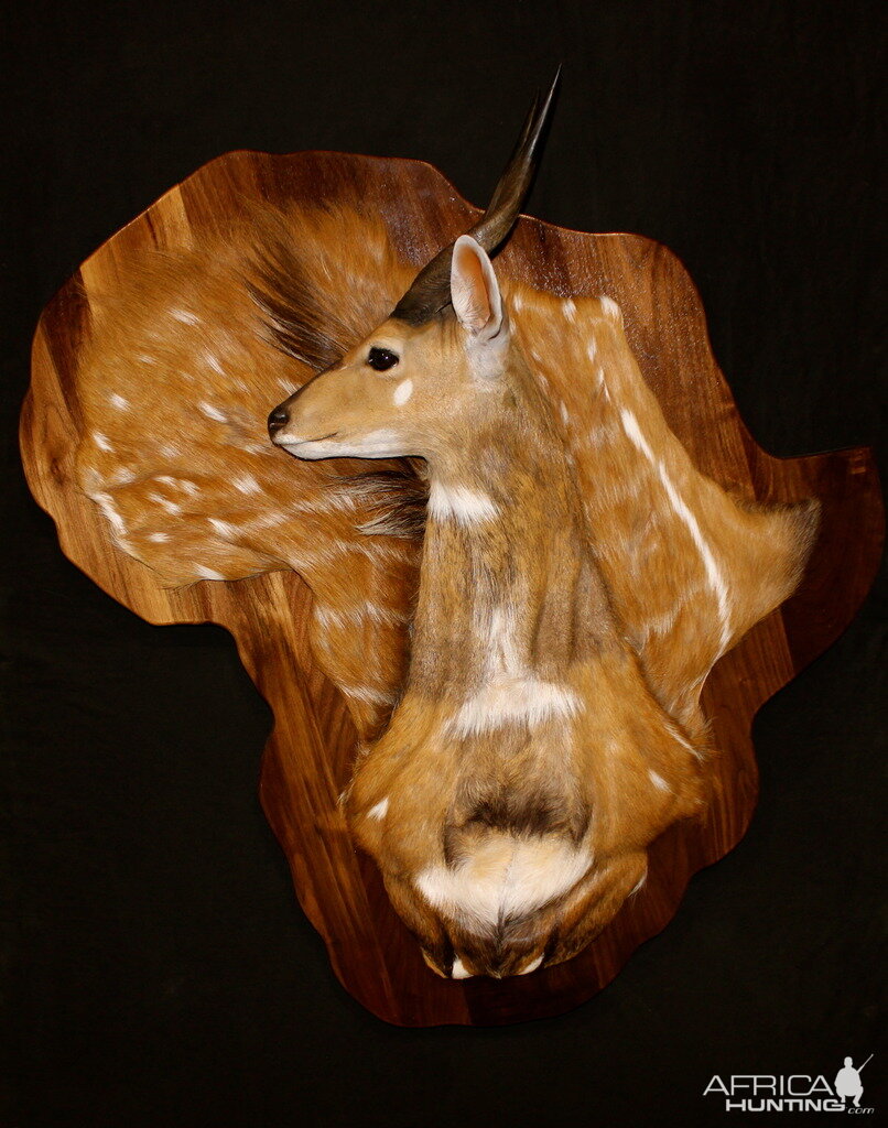 Bushbuck Demaske Shield Taxidermy