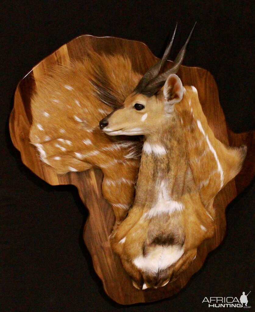 Bushbuck Demaske Shield Taxidermy