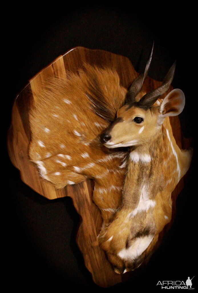 Bushbuck Demaske Shield Taxidermy