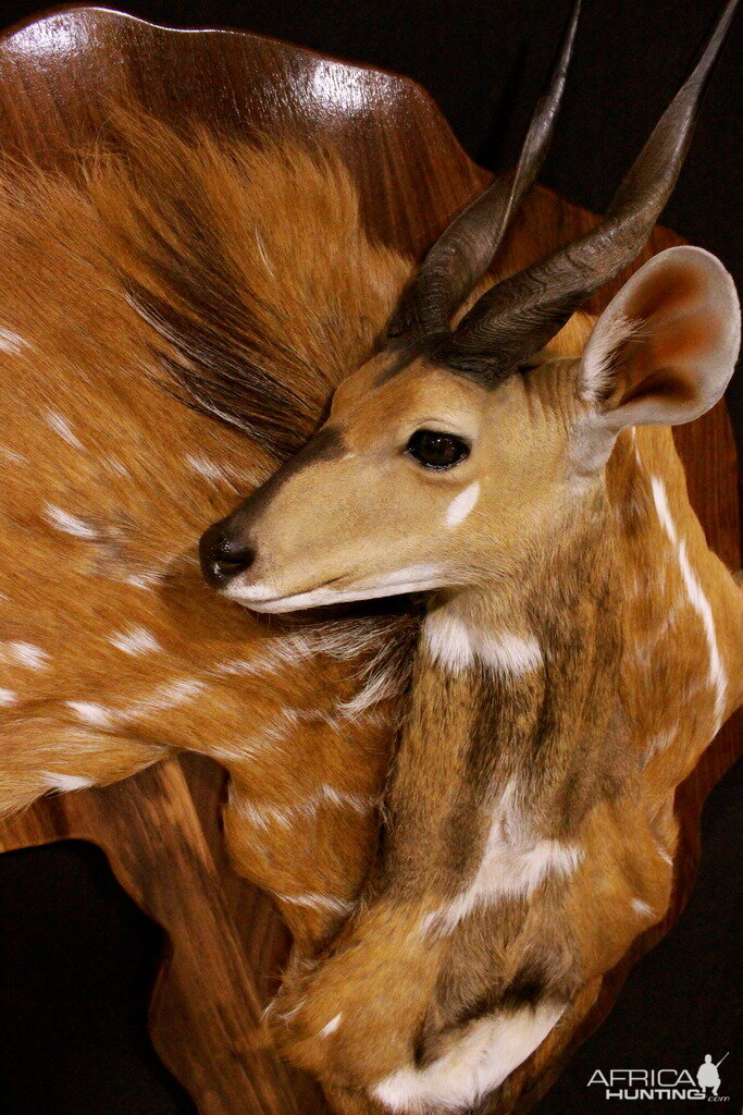 Bushbuck Demaske Shield Taxidermy