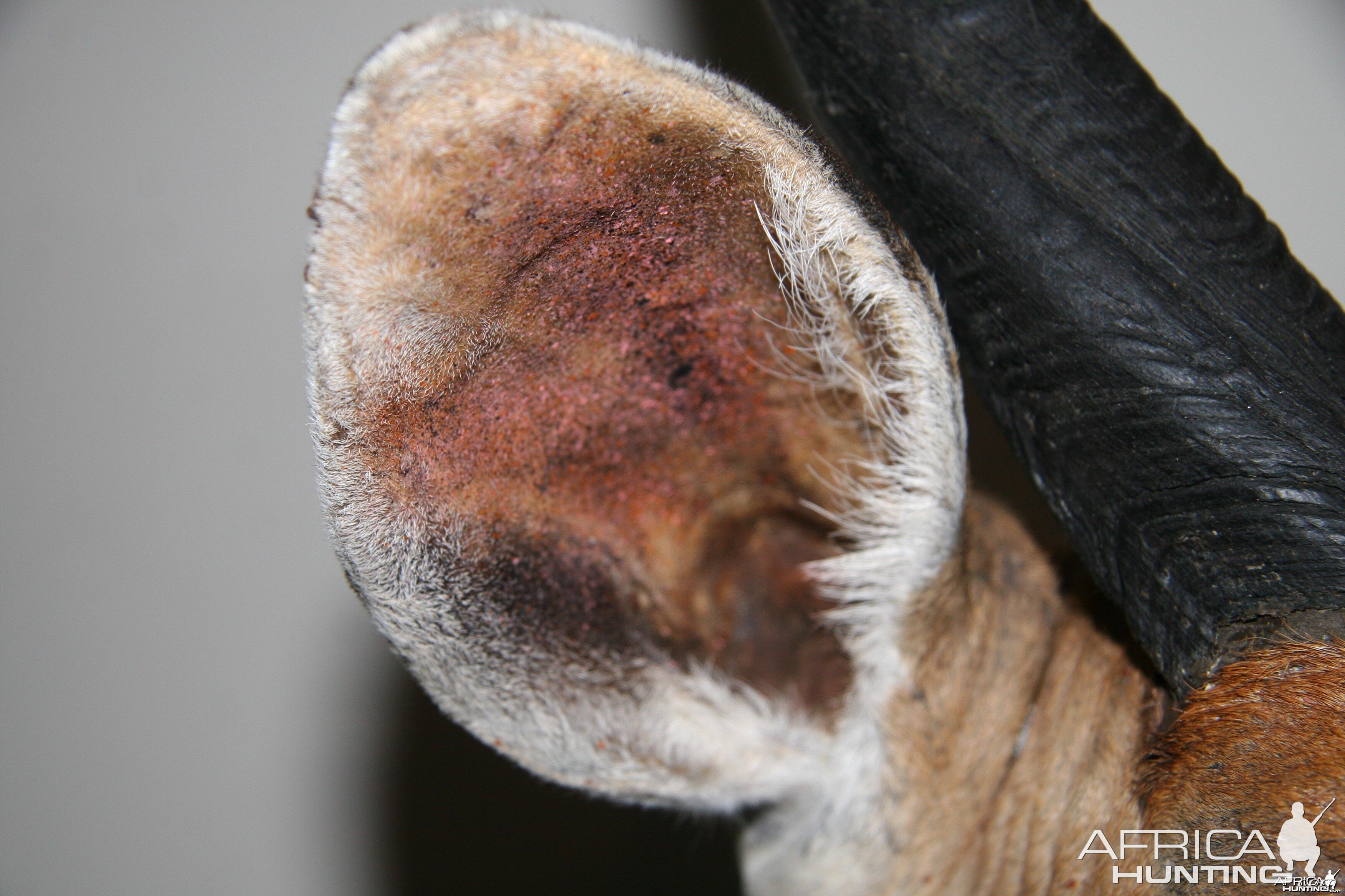 Bushbuck ear