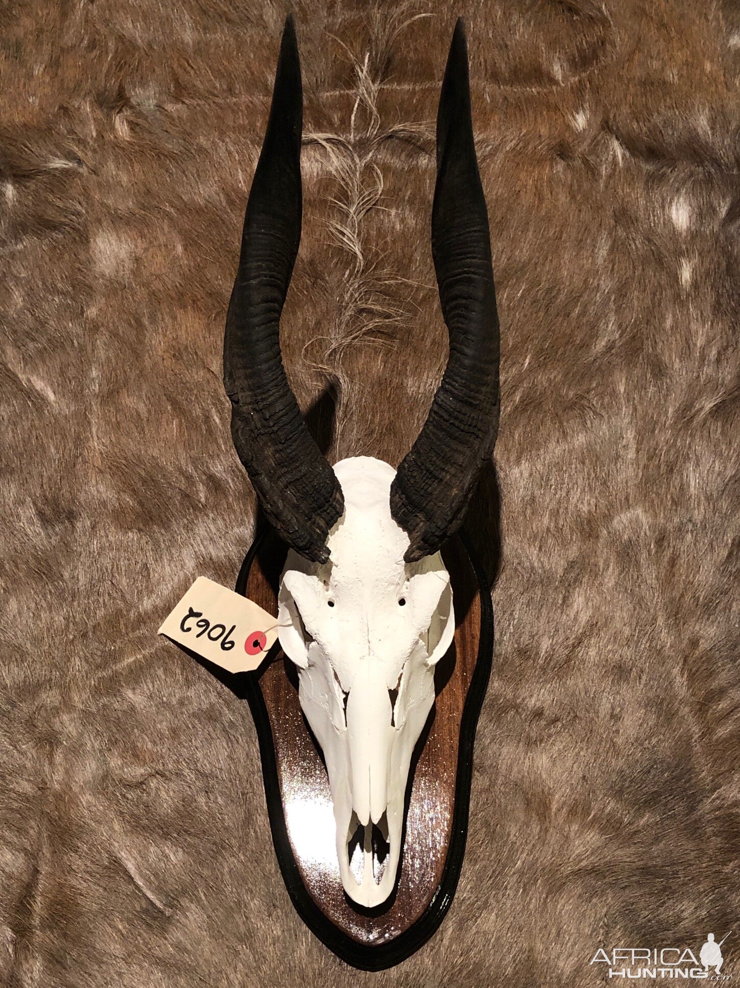 Bushbuck European Skull Mount & Hide Taxidermy