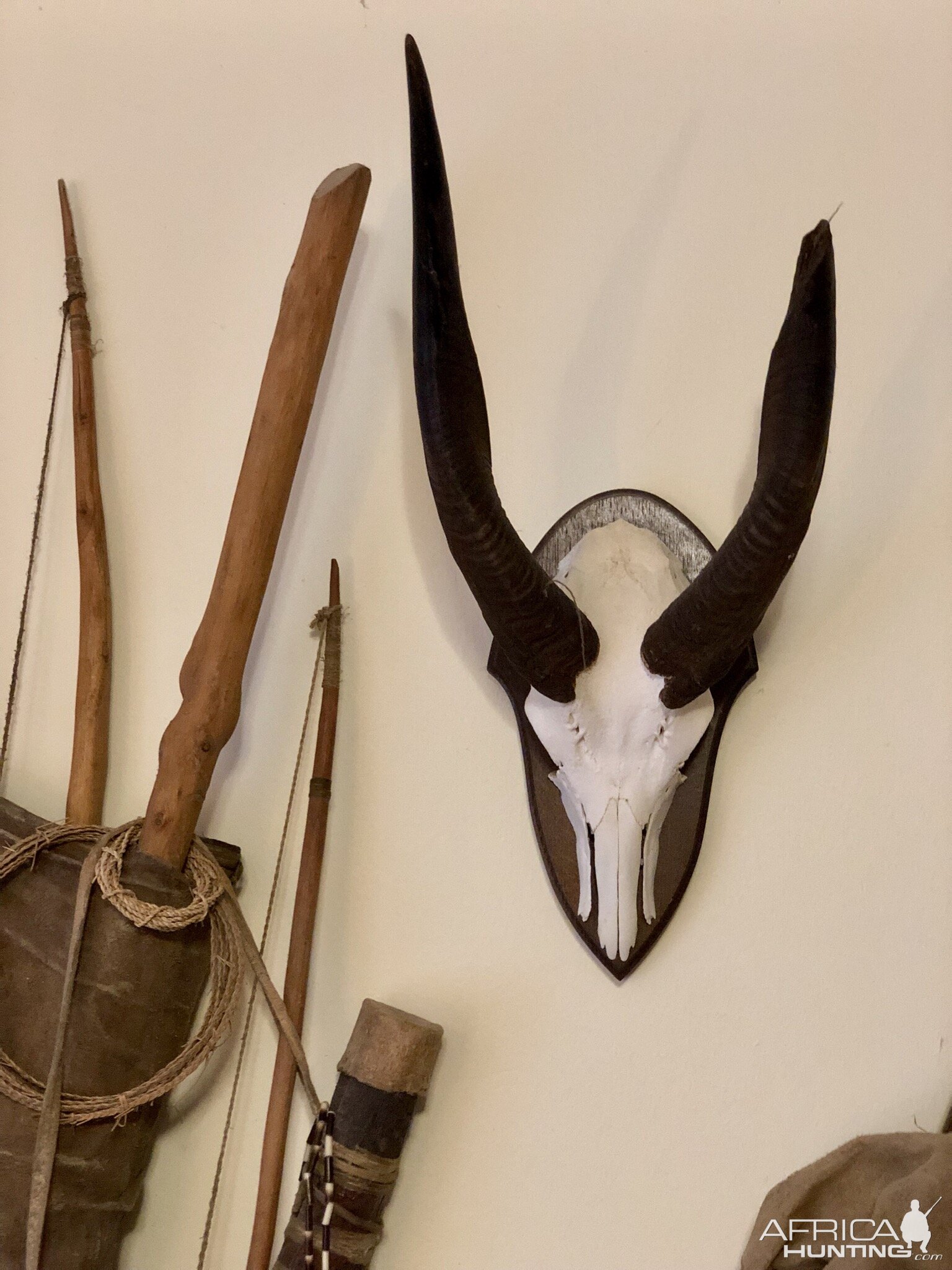 Bushbuck European Skull Mount Taxidermy