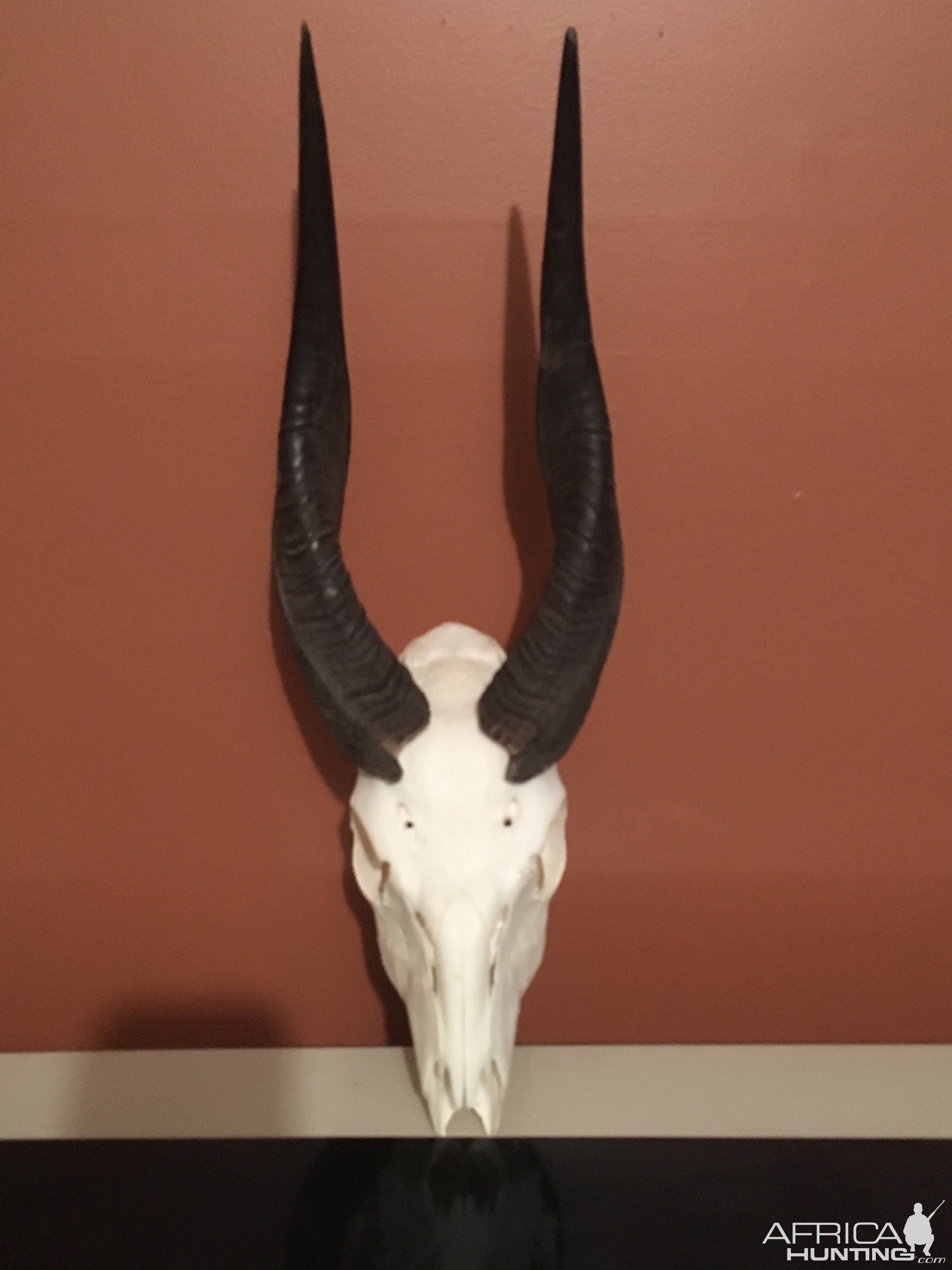 Bushbuck European Skull Mount Taxidermy