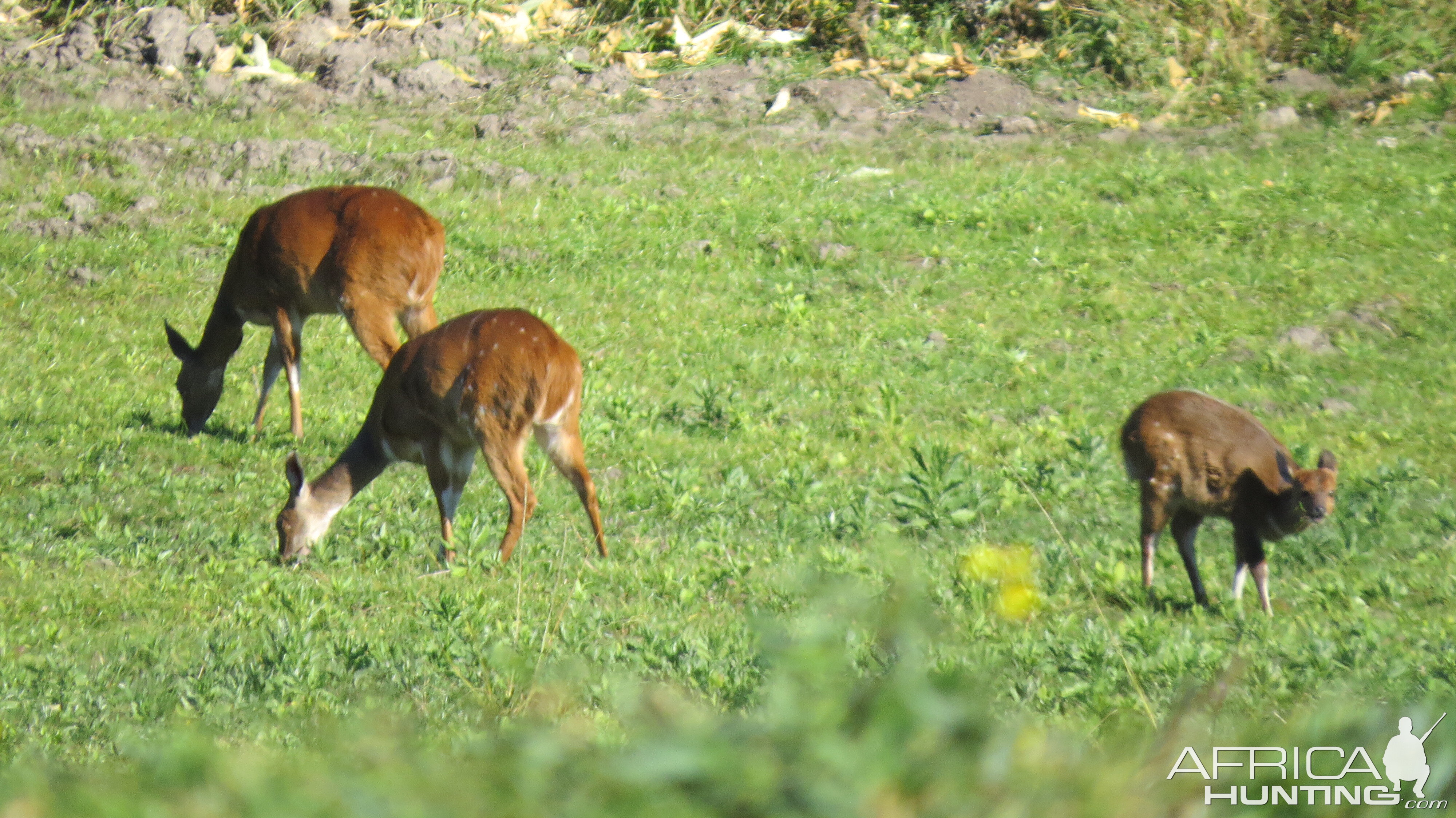 Bushbuck Ewe's & Youngsters South Africa