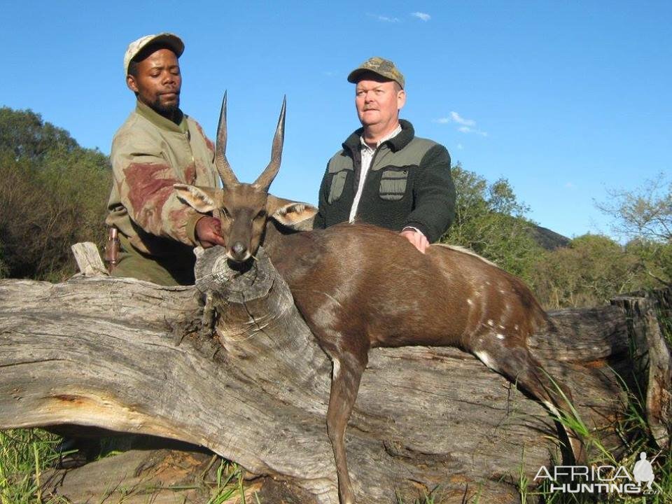 Bushbuck - Free range Mankazana Valley