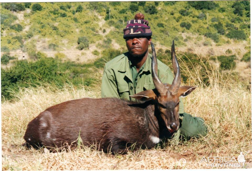 Bushbuck - Free range Mankazana Valley