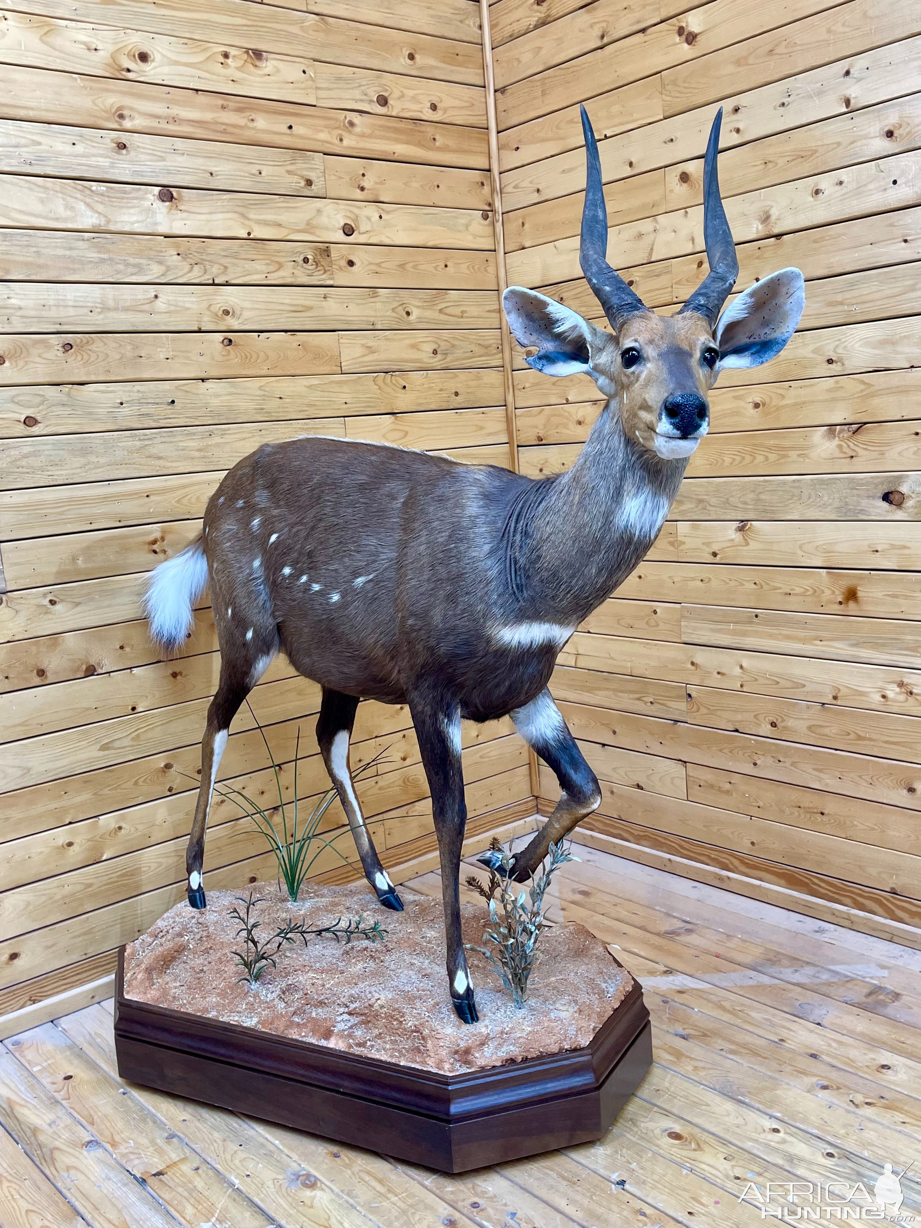 Bushbuck Full Mount Taxidermy