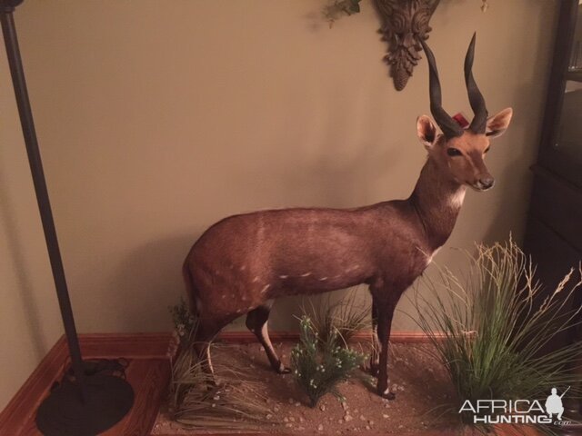 Bushbuck Full Mount Taxidermy