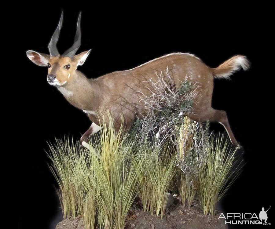 Bushbuck Full Mount Taxidermy