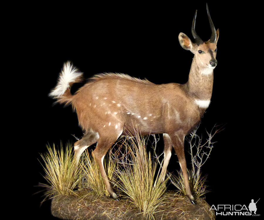 Bushbuck Full Mount Taxidermy