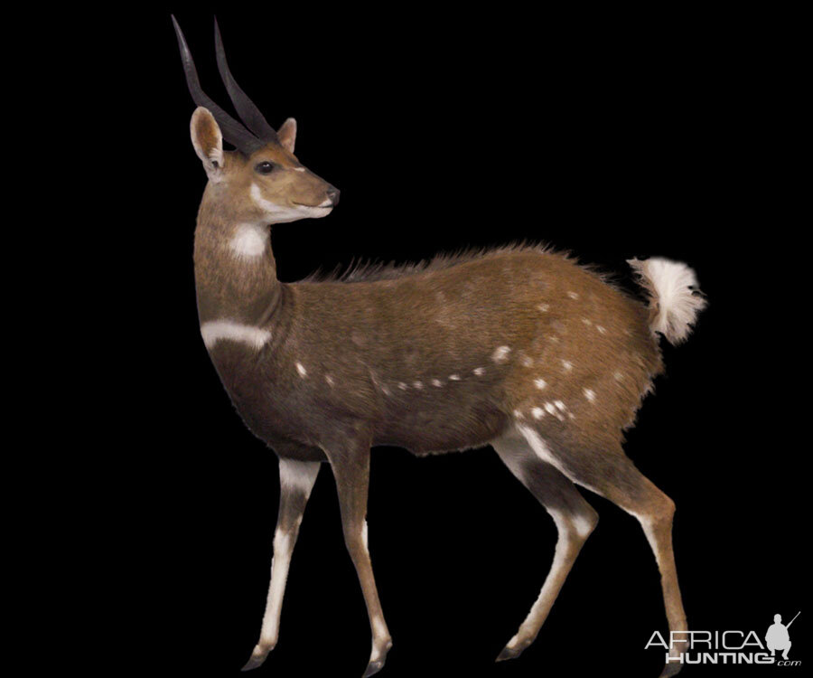 Bushbuck Full Mount Taxidermy