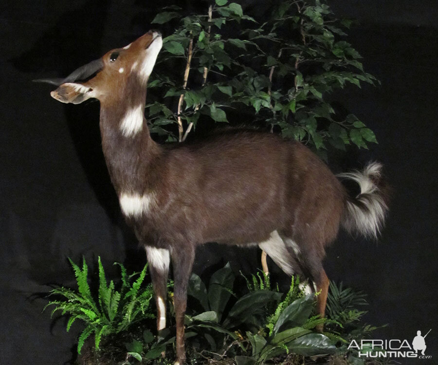 Bushbuck Full Mount Taxidermy