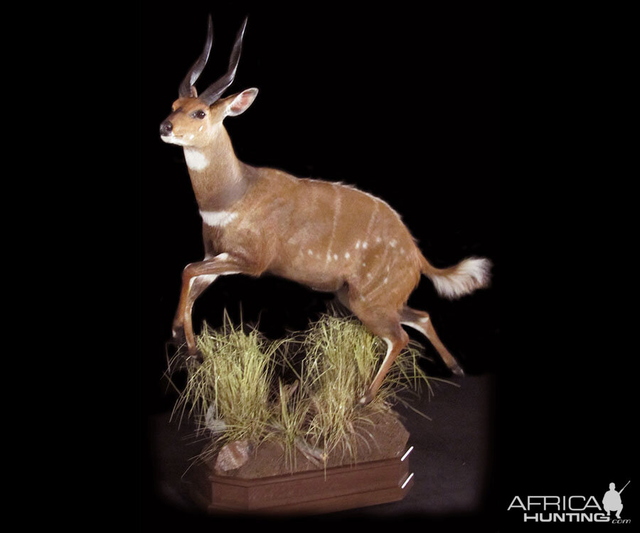 Bushbuck Full Mount Taxidermy