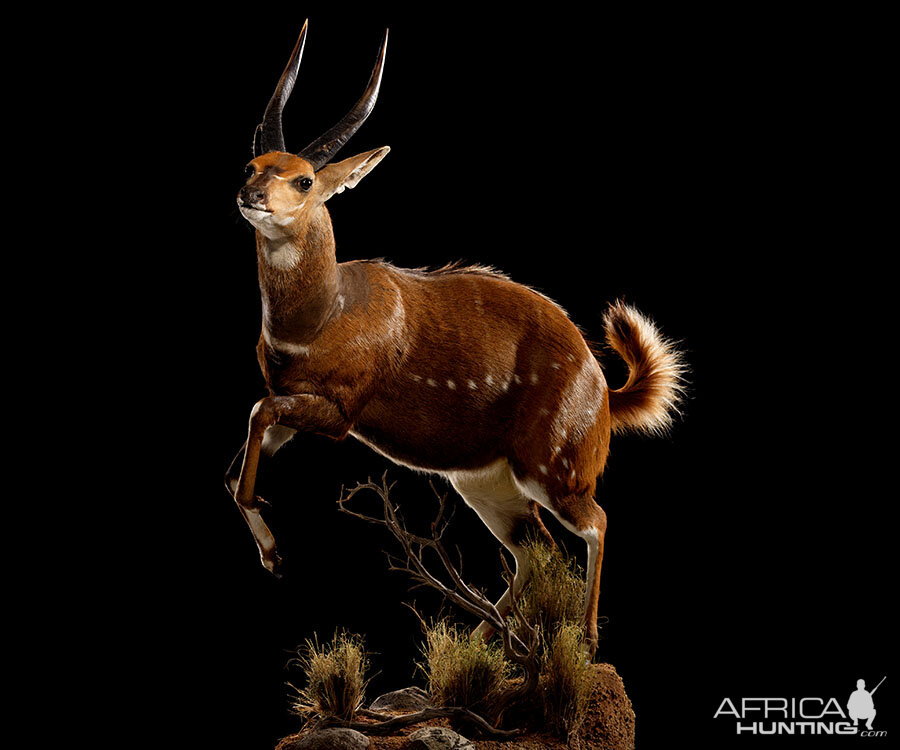 Bushbuck Full Mount Taxidermy