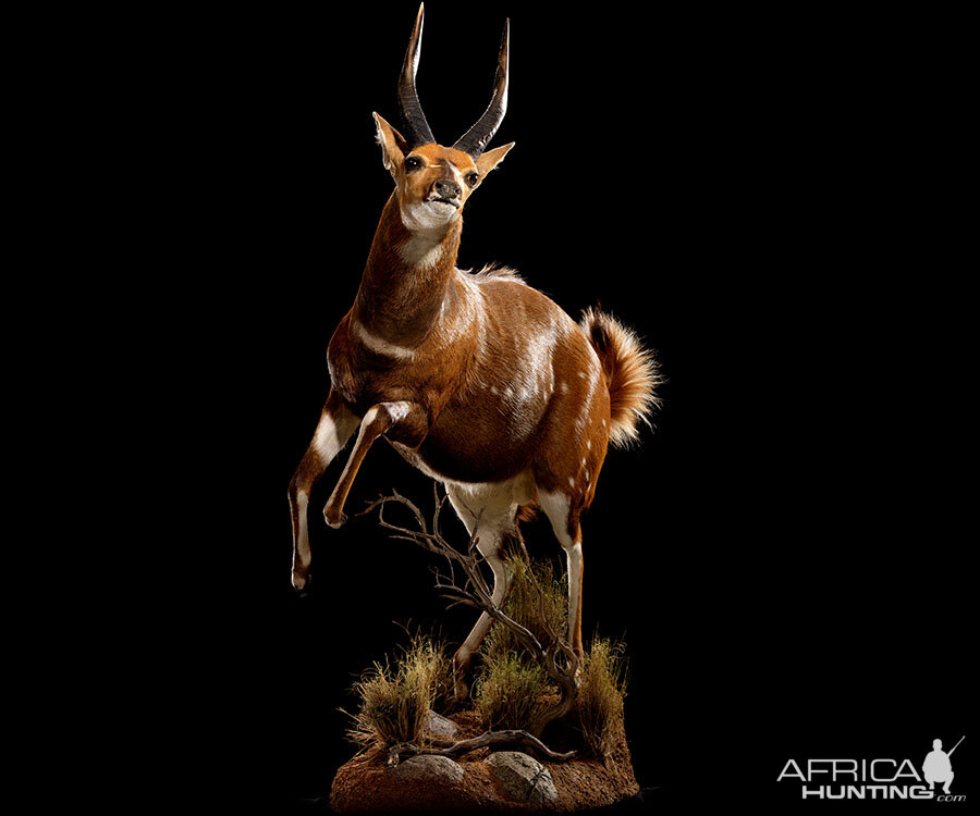 Bushbuck Full Mount Taxidermy