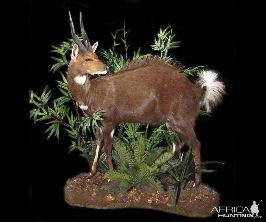 Bushbuck Full Mount Taxidermy