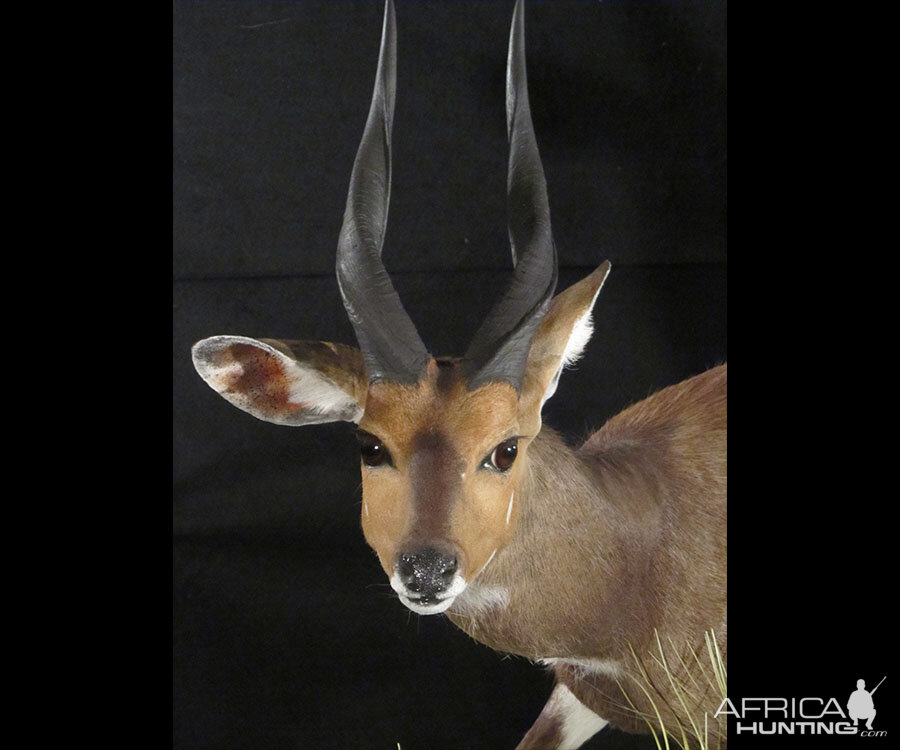 Bushbuck Full Mount Taxidermy